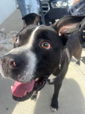 Empire Subaru x Subaru Loves Pets