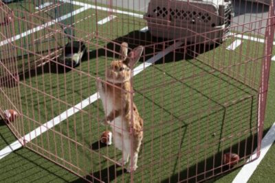 SPCA Puppy/Kitten Bowl at Subaru of Wyoming Valley