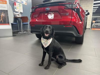 Fun with dogs!