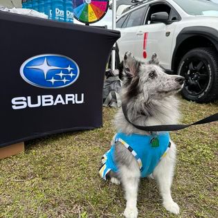 Subaru Supports Bark in The Park