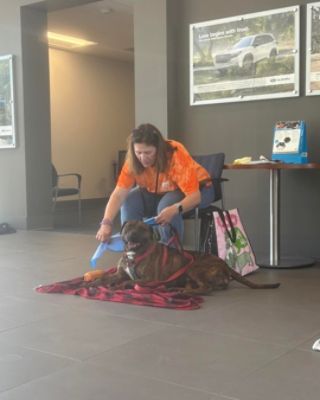 Thomas Automotive Subaru Bedford Hosts Lively Pet Adoption Day and Community Event!