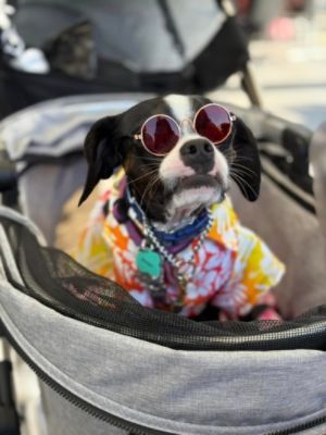 Howl-O-Ween 2024!