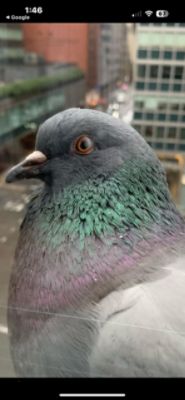 Bay Ridge Subaru Loves the Earth