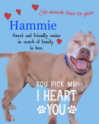 Sammie's Friends Hammie; A Long Road To A Love Story.