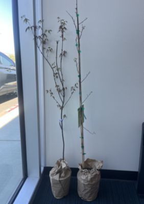Trees for the Community