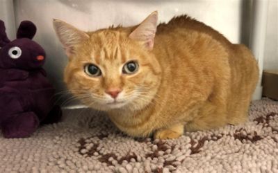 Community Partnerships Help Support Under...Cats