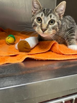 Cosmic's Journey Home