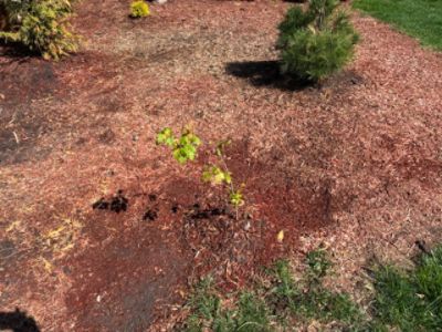 🌱 Subaru Loves the Earth – Tree Distribution