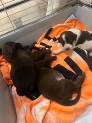 Valenti Subaru Loves to Stand Up For Animals