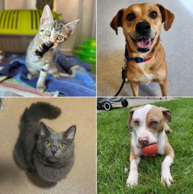 Schlossmann Subaru’s Generosity Helps Animals and Families Thrive