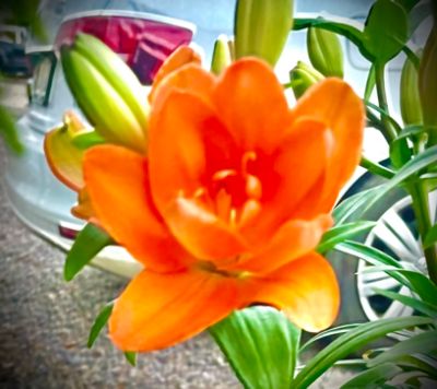 He knows my Tulips