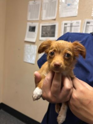 The Tale of Two Brothers: Dr. Jekyll & Mr. Hyde’s Second Chance