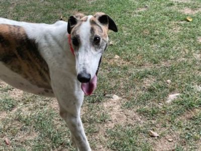 Paws on the Mountain Greyhound Adoption 