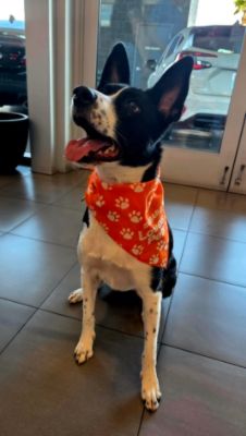 Baby Crowned Dog Winner in the Pets of the Year Contest