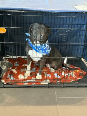 Helping Dogs Find Their Way Home