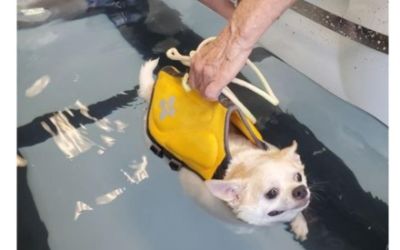 Subaru Loves Pets 2021 & Placer SPCA