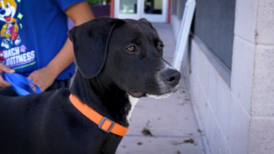 Helping the Right Pets Find the Right People