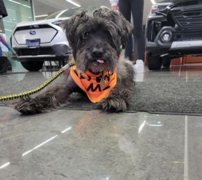 Little Shelter Animal Rescue and Adoption Center Share a Love Promise