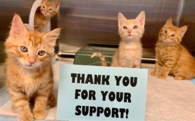 Thank you for helping the animals of YVAS! 