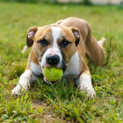 Spreading the word about Gold Hearts