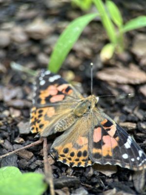 One Butterfly At A Time 