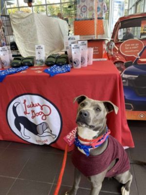 Subaru Stamford Celebrates Subaru Loves Pets with Two Joy-Filled Adoption Events