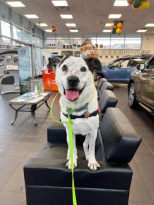 Subaru Stamford and Lucky Dog Refuge team up for the 2022 Subaru Loves Pet campaign! 