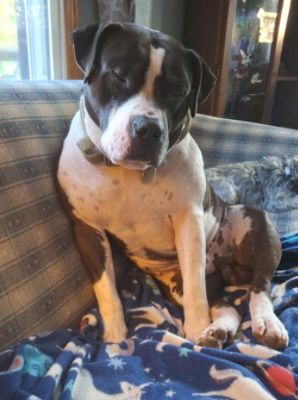 LaFontaine & Last Day Dog Rescue