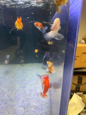 Subaru sponsors aquatic education program