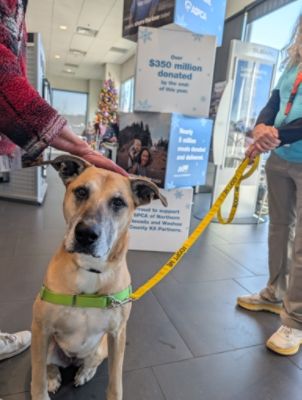 Impulsando segundas oportunidades para las mascotas en el norte de Nevada