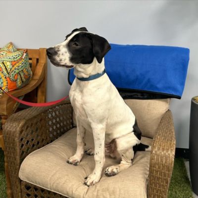 Oscar finds a new home