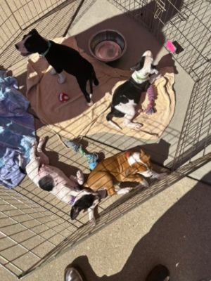 Helping get pets homes