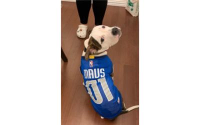 Sewell Subaru Loves Pets and SPCA of Texas