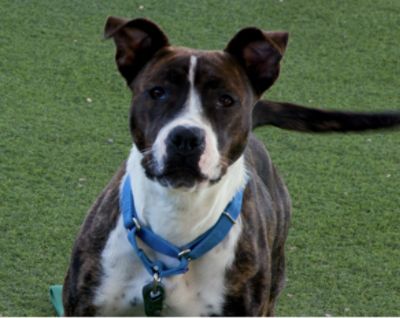 Tucson Subaru Pets of the Week, Helping Shelter Dogs Find Their Perfect Match in February!