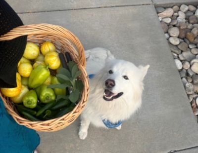 Boise Subaru's Urban Garden Growing Season