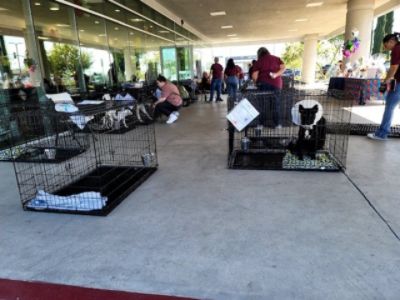 Pet Adoption Event with Palmdale Animal Care and Control