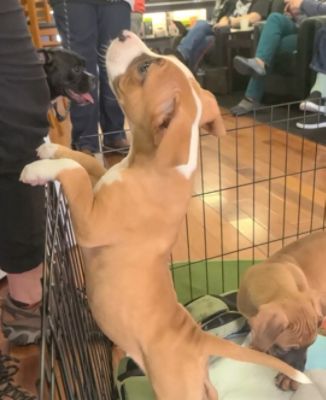 Boxer Puppy Day at Gresham Subaru – Shanon P