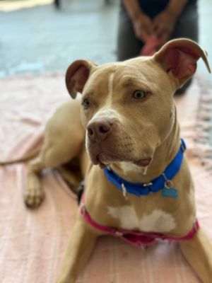 Out of the Pits and into your hearts!