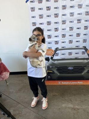 Scoggin Dickey Subaru Pet Adoption