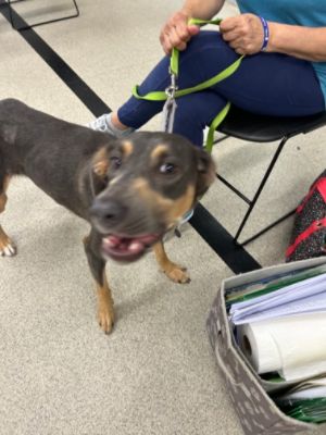 PA Caring for K9s