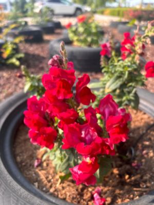 Boise Subaru Loves The Earth Through Their Community Garden