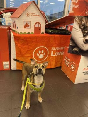Subaru Stamford Celebrates Subaru Loves Pets with Two Joy-Filled Adoption Events