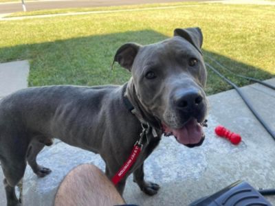 Blue finds his family during shelter over-capacity! 