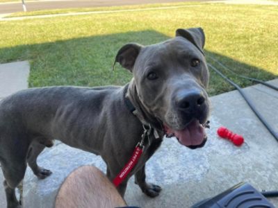 Blue finds his family during shelter over-capacity!