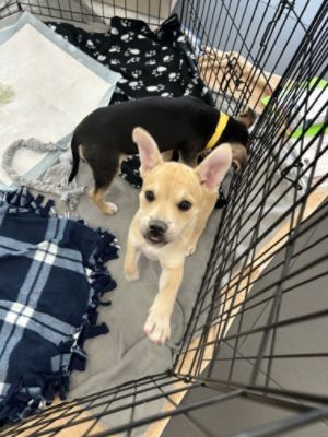 Pet Adoption at Stevens Creek Subaru with Humane Society Silicone Valley as part of Subaru Loves Pet