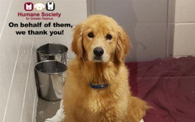 "Share the Love" Helps Rescued Golden Retrievers
