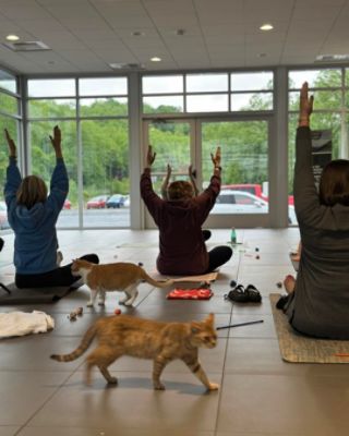 Thomas Subaru Cumberland Hosts 'Purr-fect' Cat Yoga Fundraiser for Allegany County Animal Shelter