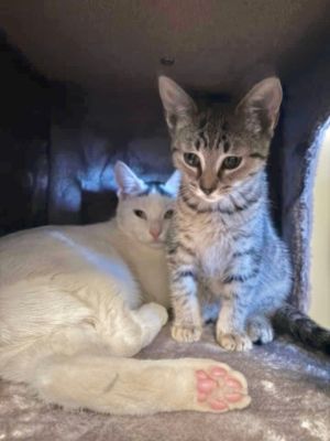Pequannock Township Animal Shelter Happy Tails – October 2024