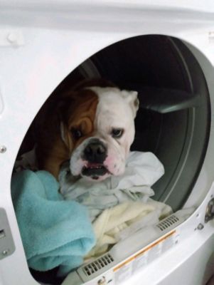 Melissa & Buster the underdog Executive Director Pioneers for Animals Welfare Society, Inc.