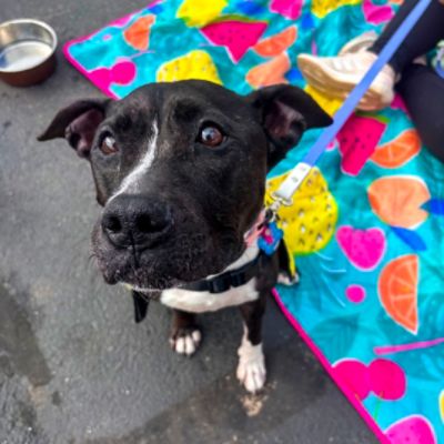 Heritage Subaru Catonsville Loves to Support BARCS